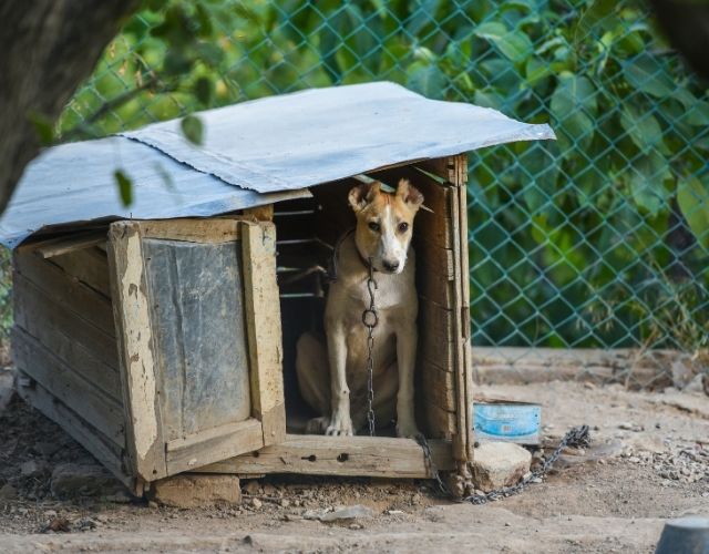 chained dog law