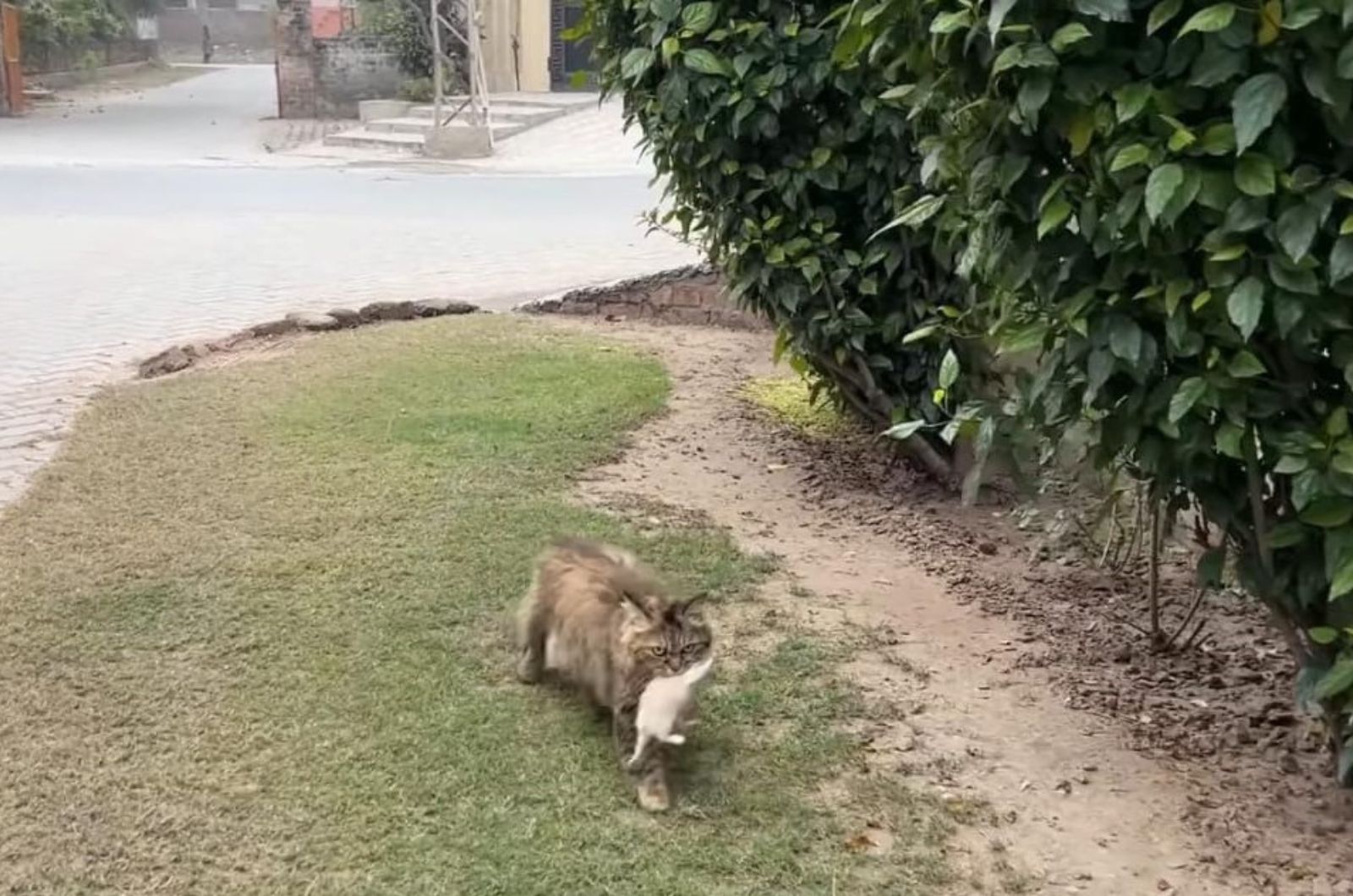 photo of cat carrying a kitten