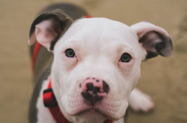 Pit Bull Puppy