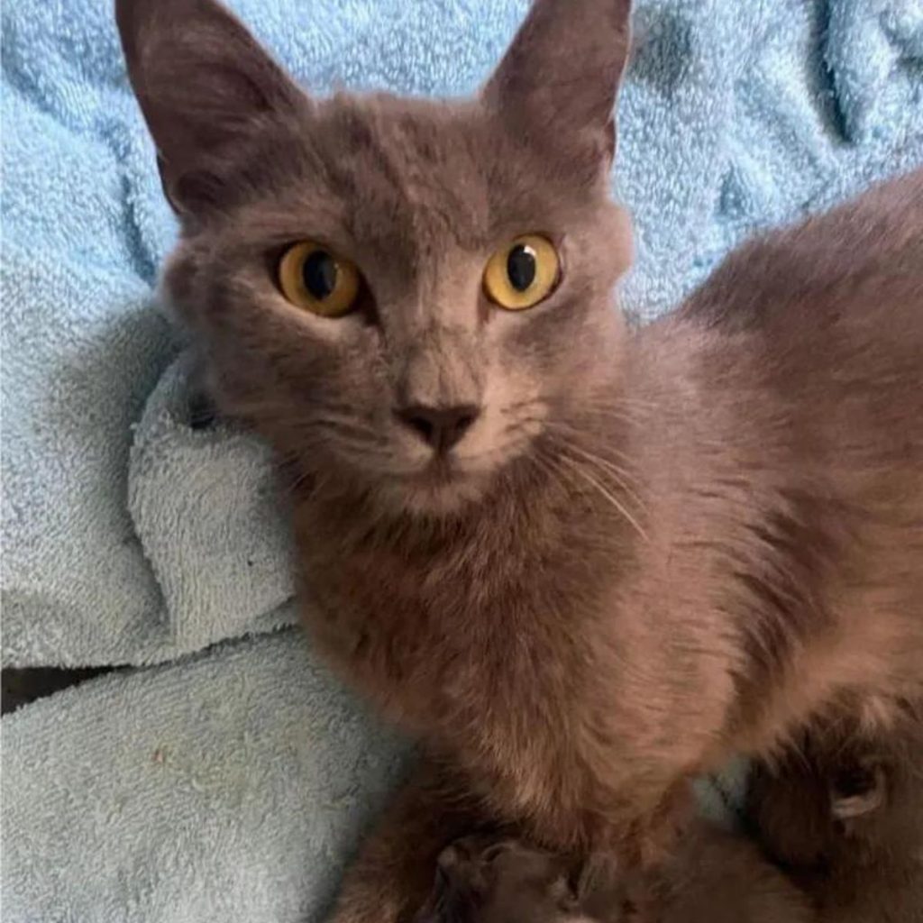 portrait of a brown cat looking at the camera