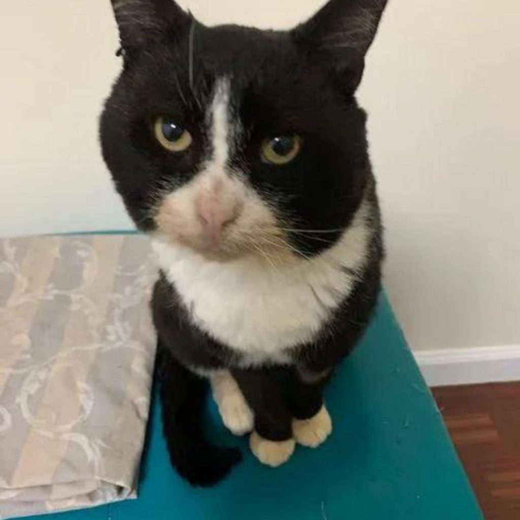 portrait of a cat sitting and looking at the camera