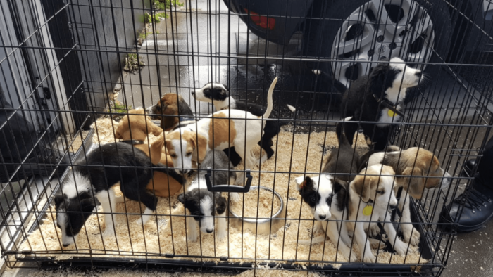 Puppies in Cage