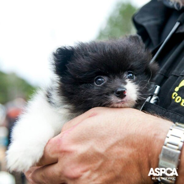 Puppy from Puppy Mill