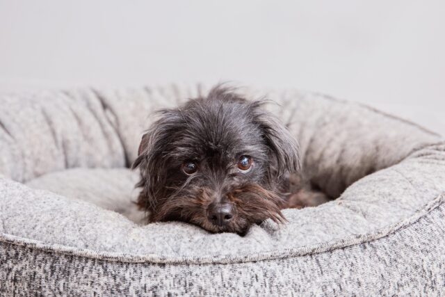 Rescue dog in bed