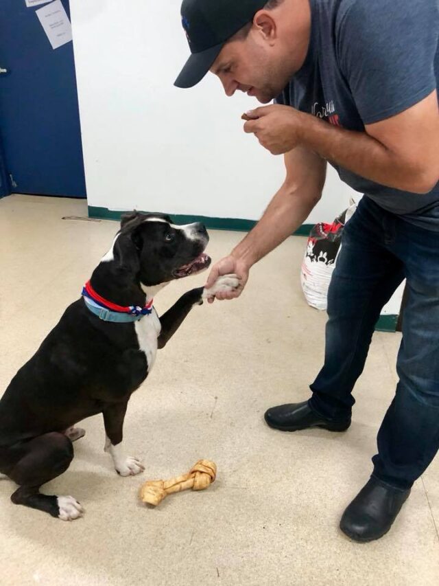 Rescue Dog Training