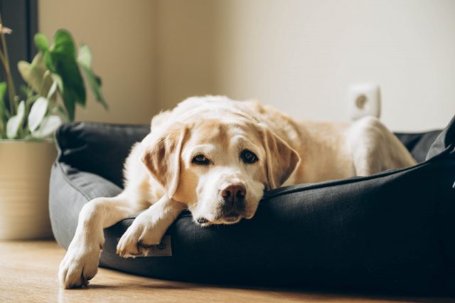 Senior dog in bed