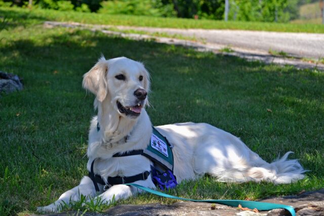 Service dog outside