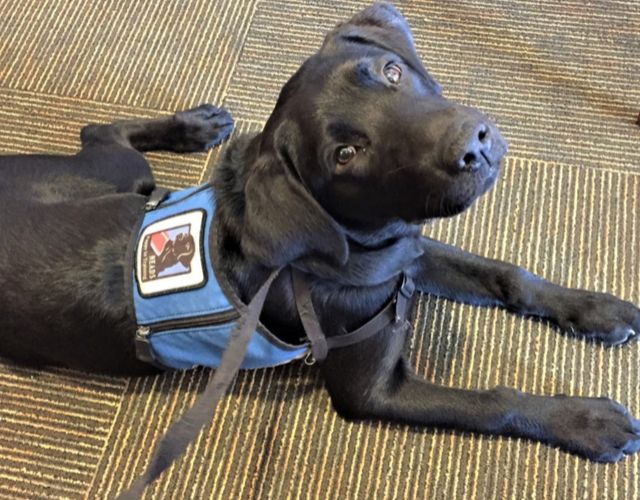 service dog fraud