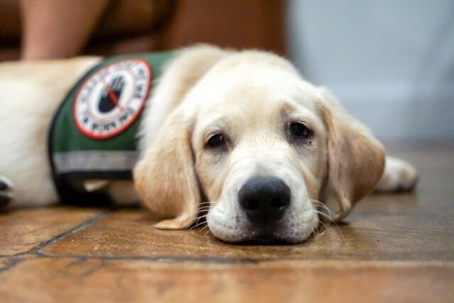 Service dog resting