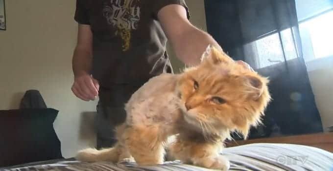 This cat was reunited with its original owner after 10 years apart. 