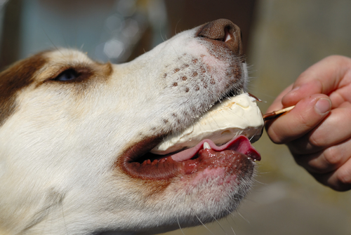 Considering how often we have all shared ice cream, ice, popsicles, etc, with our dogs, we figured this must be a false rumor