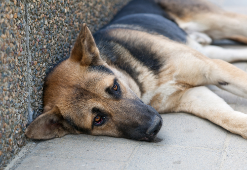 While this dog doesn't exactly look happy, he is not "head pressing." Don't get confused and think if your dog is rubbing on you for affecting, or lying against a wall, that he his head pressing. You will have a lot of expensive vet visits if you do.