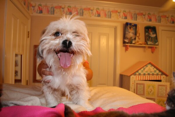 Small Dog in Bedroom