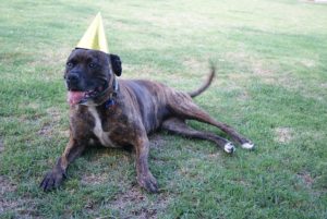 dog with birthday hat