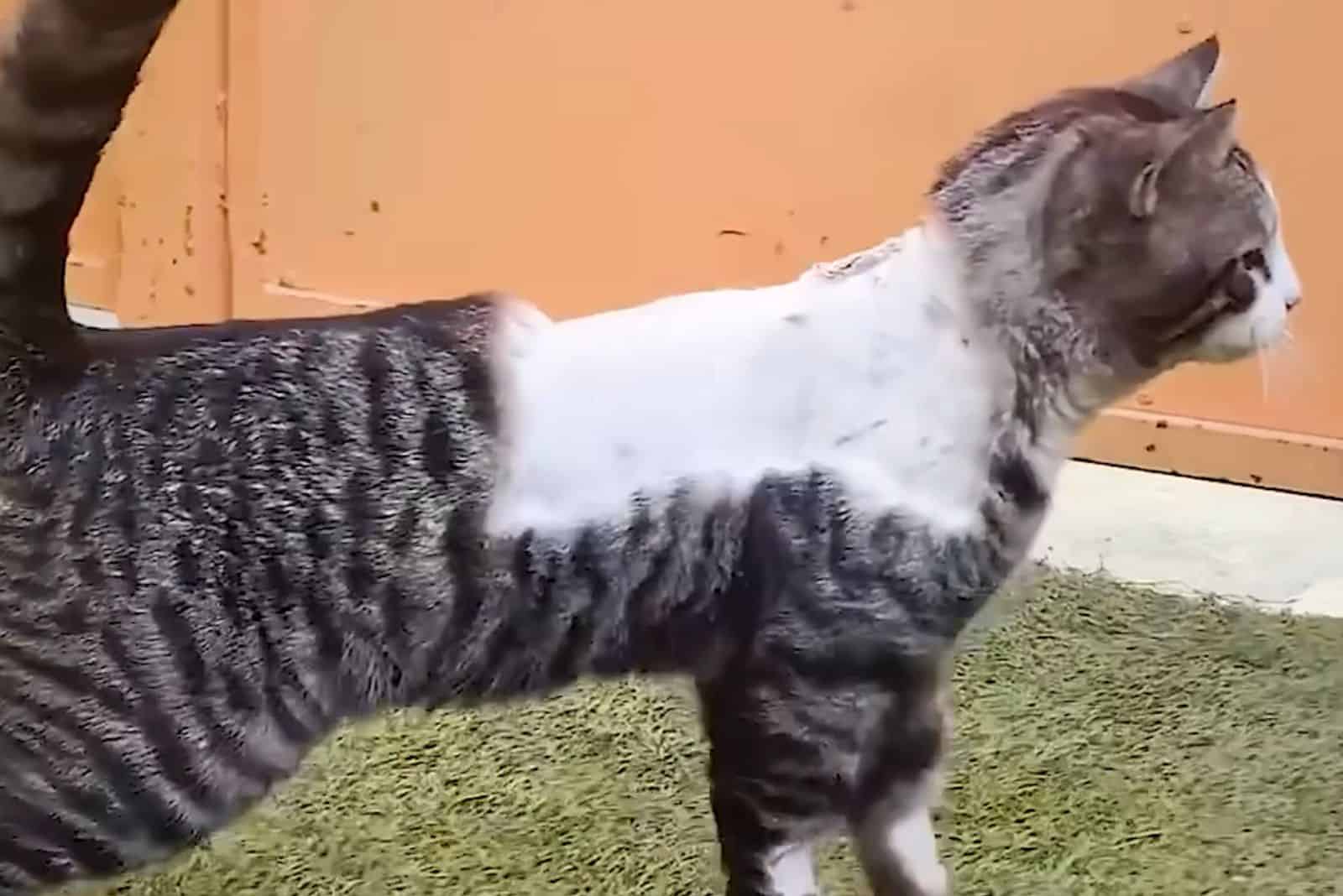 the cat is standing on the lawn with no hair on one part of its back