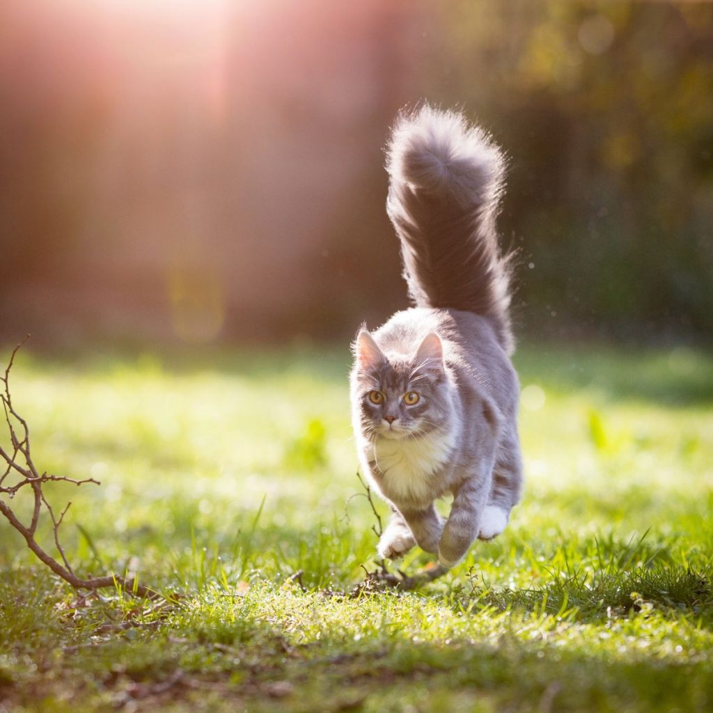 the cat runs across the field