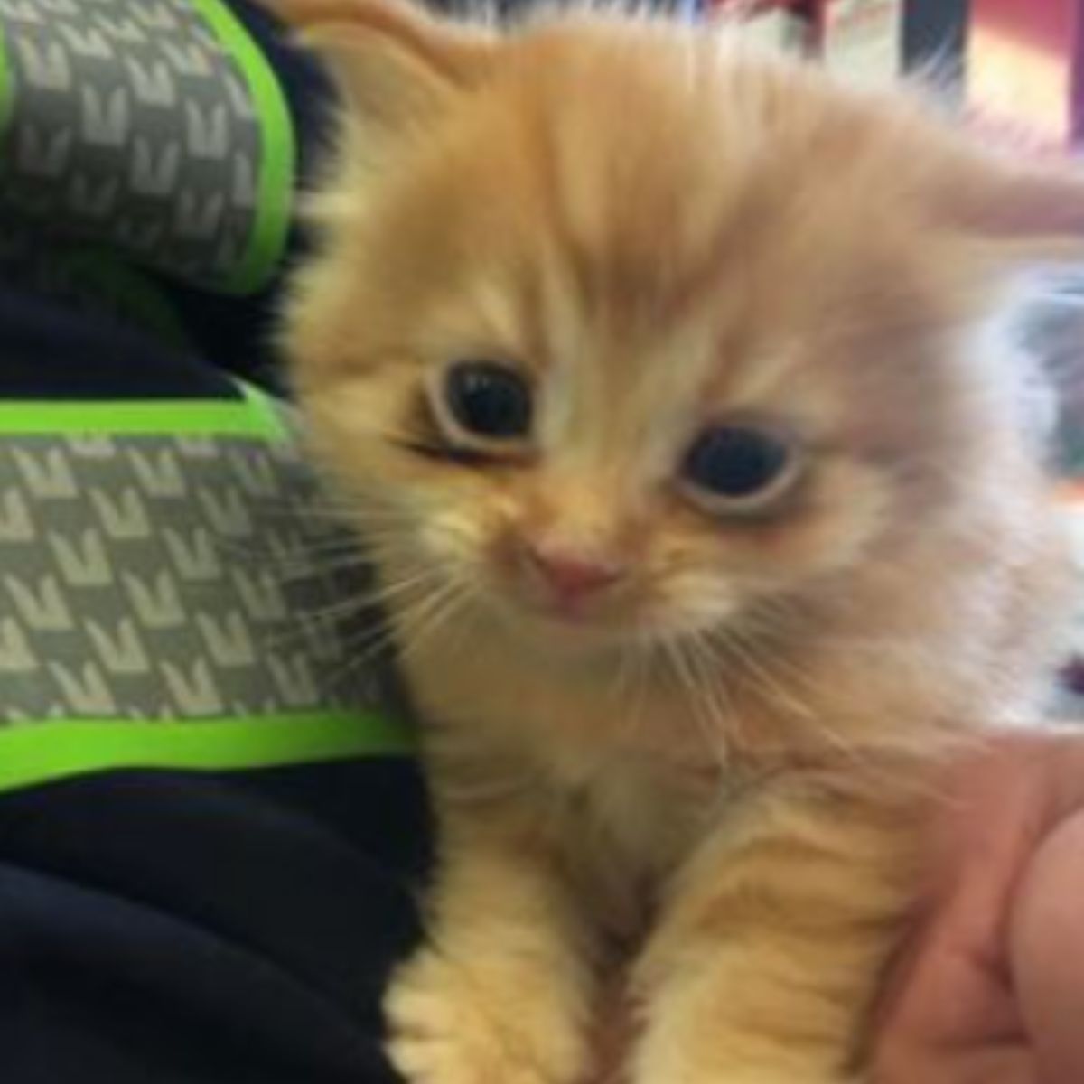 tiny kitten in human hands