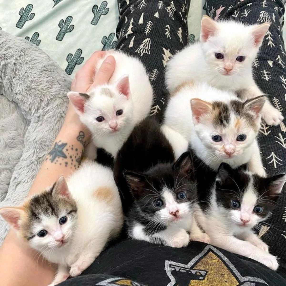 tiny kittens