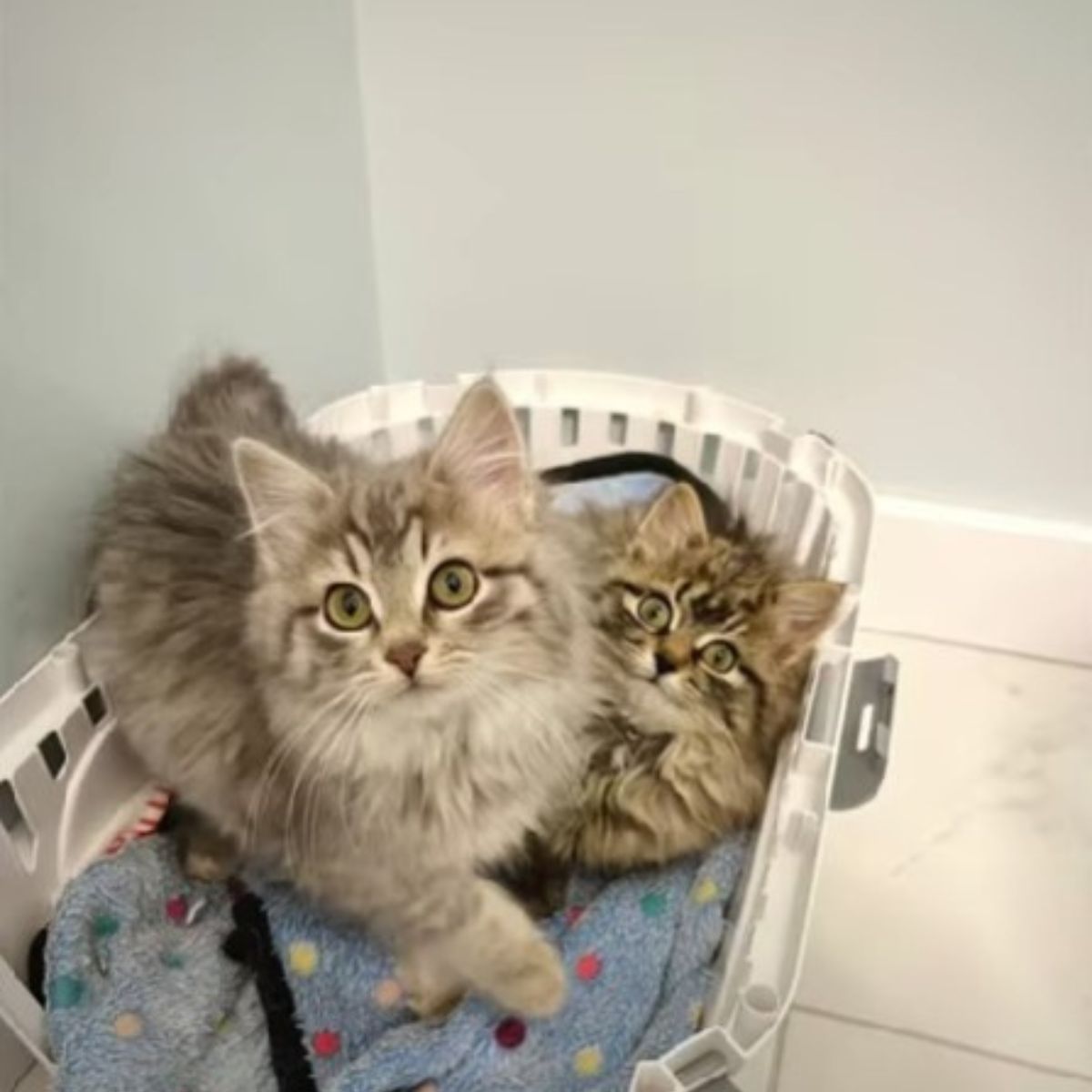 two kittens in a basket