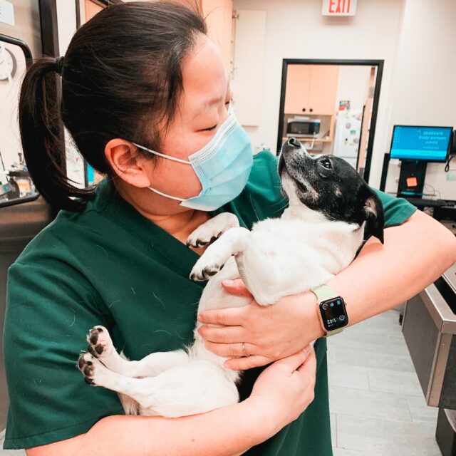 Vet cuddling dog