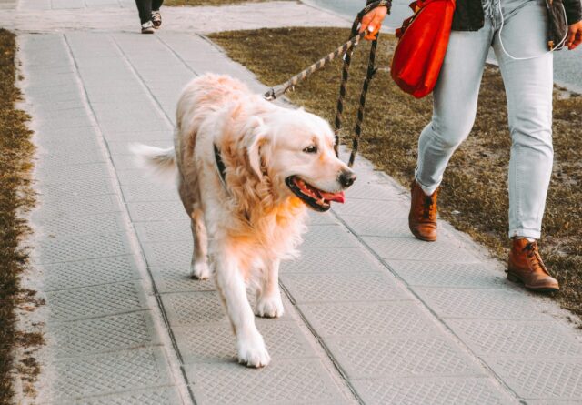 Walking dog in summer