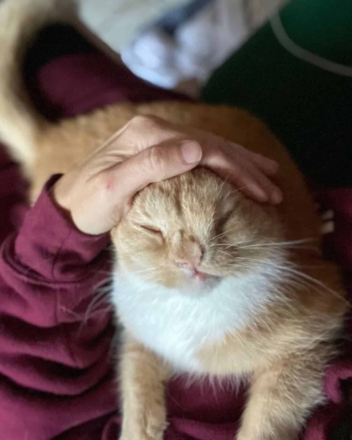 woman holding and petting the kitten