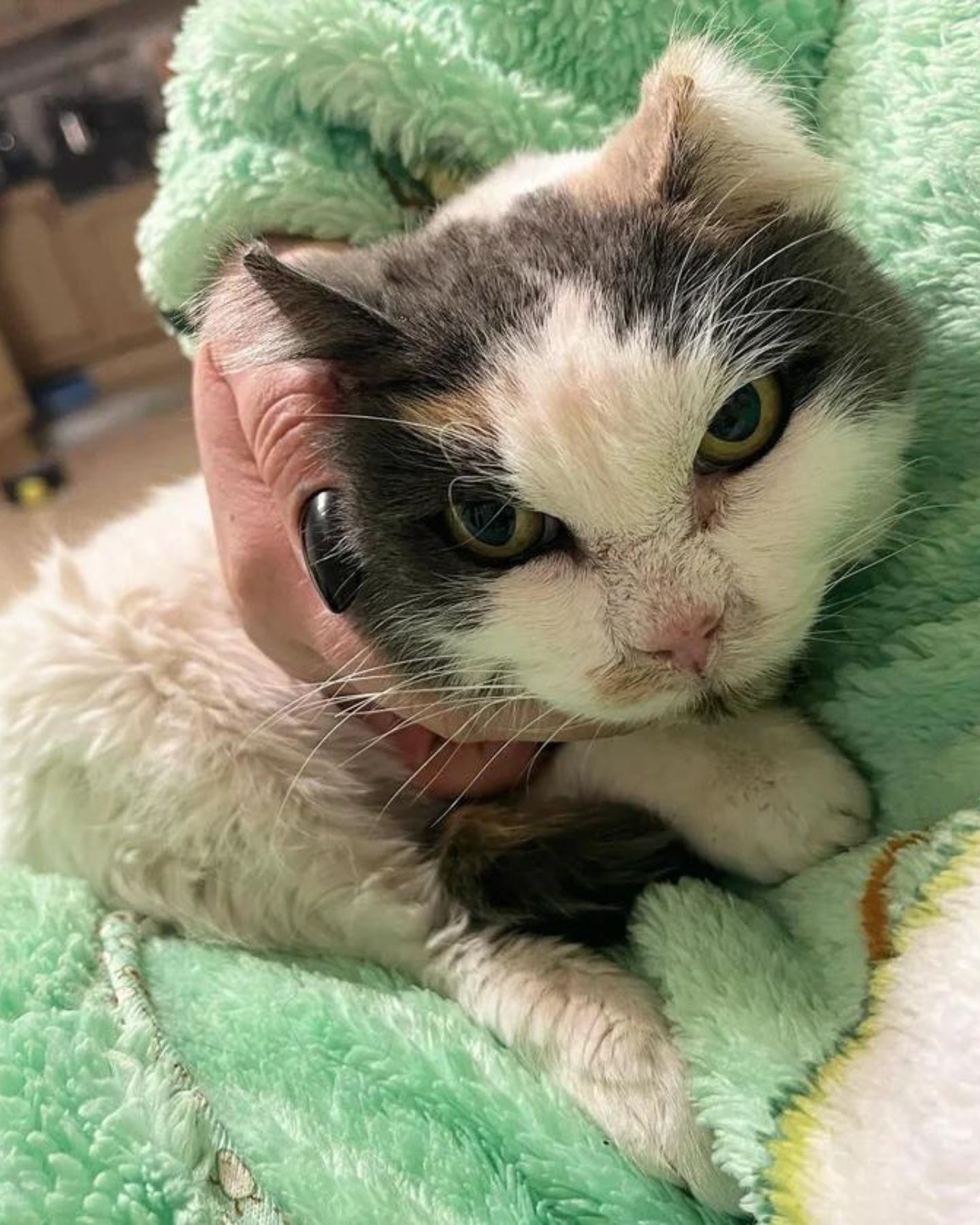 woman holding cat with big eyes