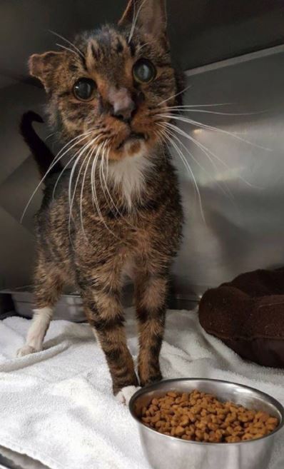 scraggly senior cat finds purrfect forever home and family