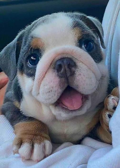 Baby English Bulldog Pup : r/aww