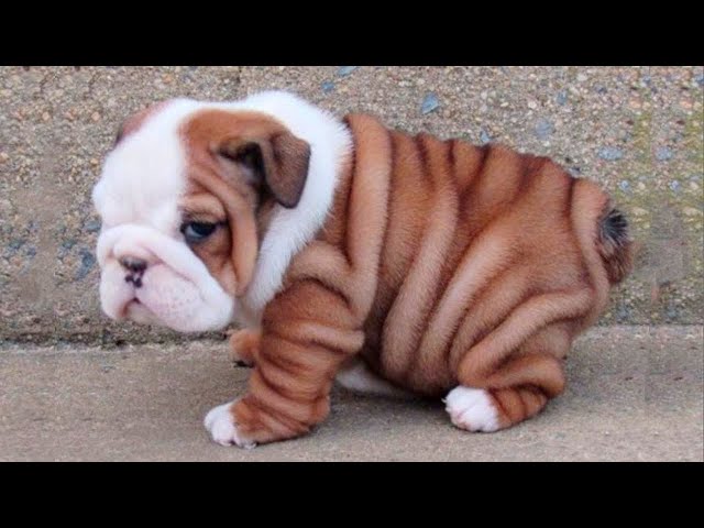 Bulldog Puppies 😍 Cute Bulldog Puppy Videos - YouTube